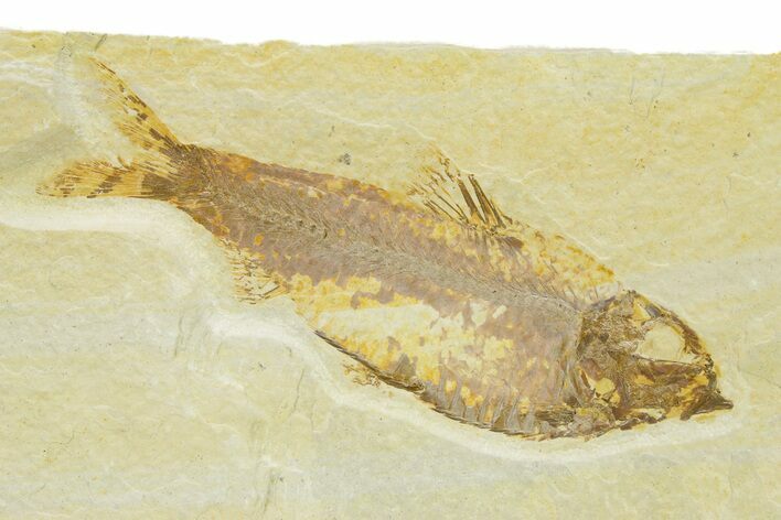 Detailed Fossil Fish (Knightia) - Wyoming #289919